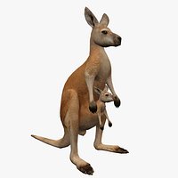 kangaroo with baby