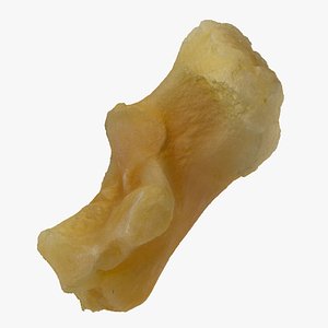 Pavian Monkey Male Calcaneus Bone 01 RAW Scan