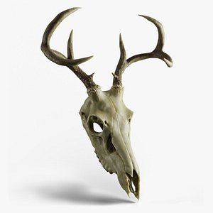 3D deer skull