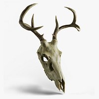 Deer skull