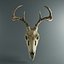 3D deer skull