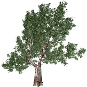 3D Red Gum Tree - 05 - model