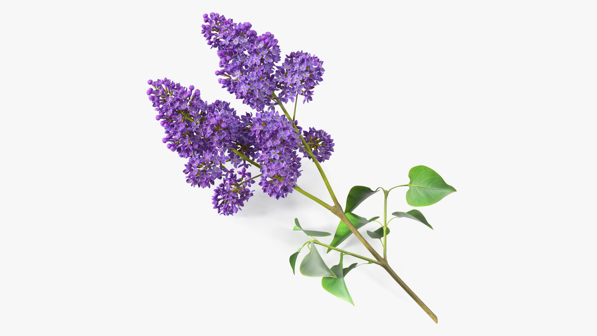 Common Lilac Syringa Vulgaris 3D model preview