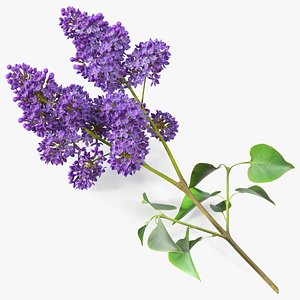 Common Lilac Syringa Vulgaris 3D model
