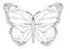 butterfly