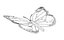 butterfly