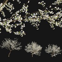 Prunus salicina - Chinese Plum - Japanese Plum 02