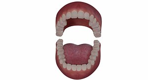 realistical human mouth 3D model