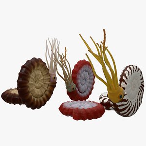 Ammonite - amonoids - three different 3D