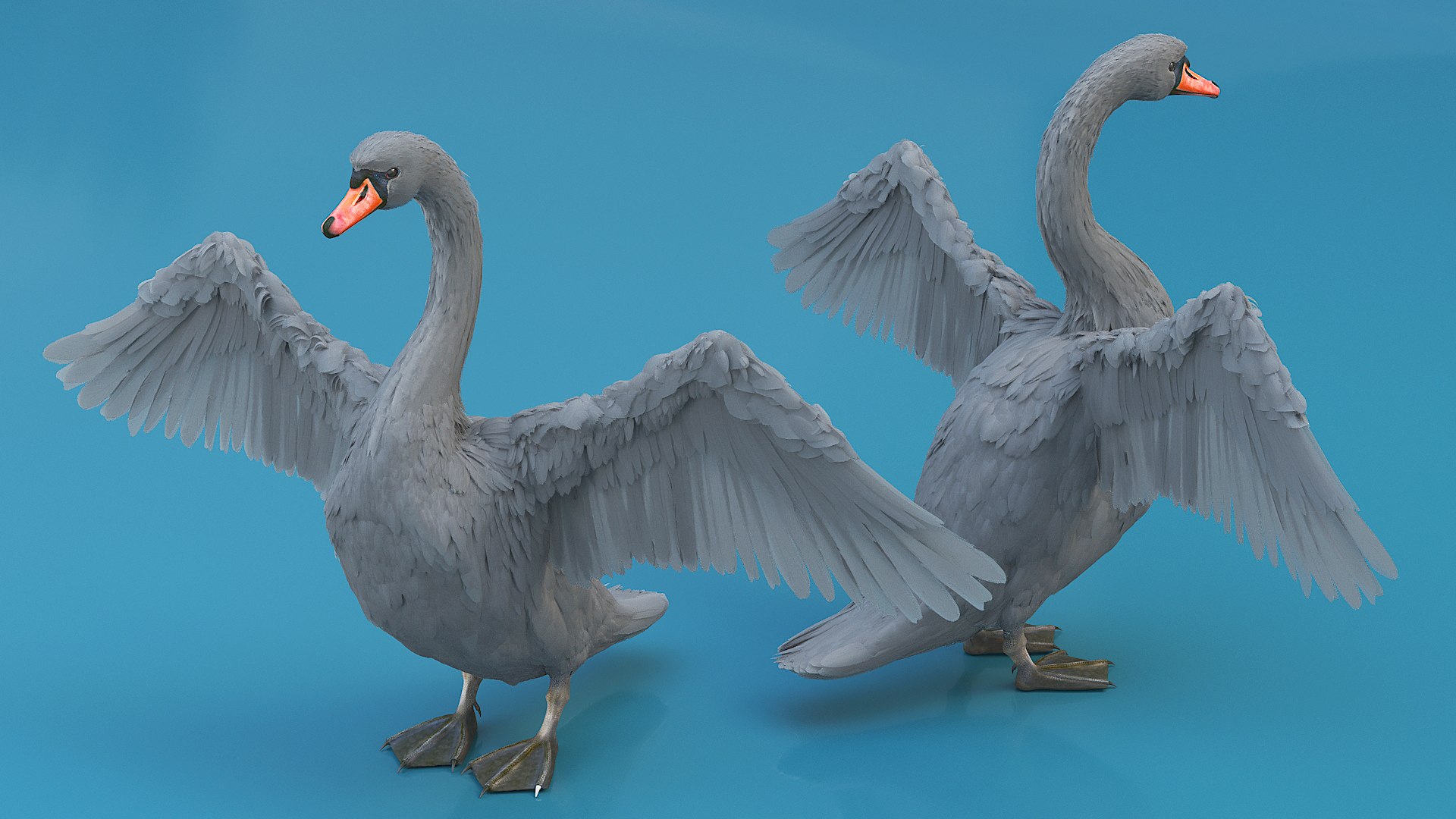 3D Gray Swan Model - TurboSquid 2384447