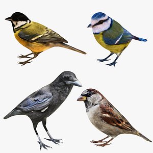 3D Passeriformes 4 in 1 Collection