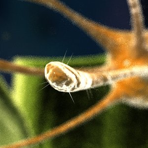 Helicobacter pylori