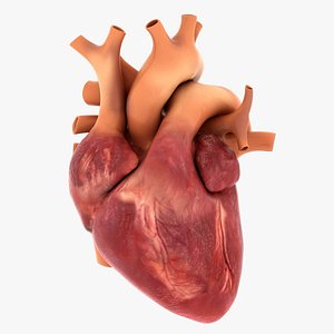 Human Heart Animated