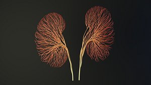 Human kidney unrolling growing animation 3D model