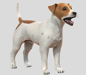 3D, Jack Russell, Dog, fur