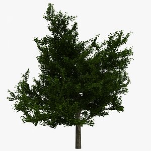 ginkgo tree 3d model