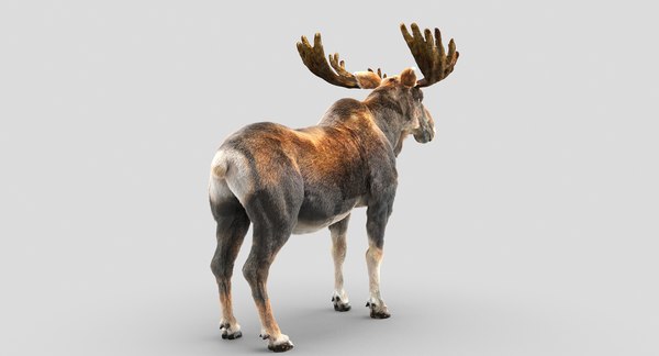 3D moose hair - TurboSquid 1207849