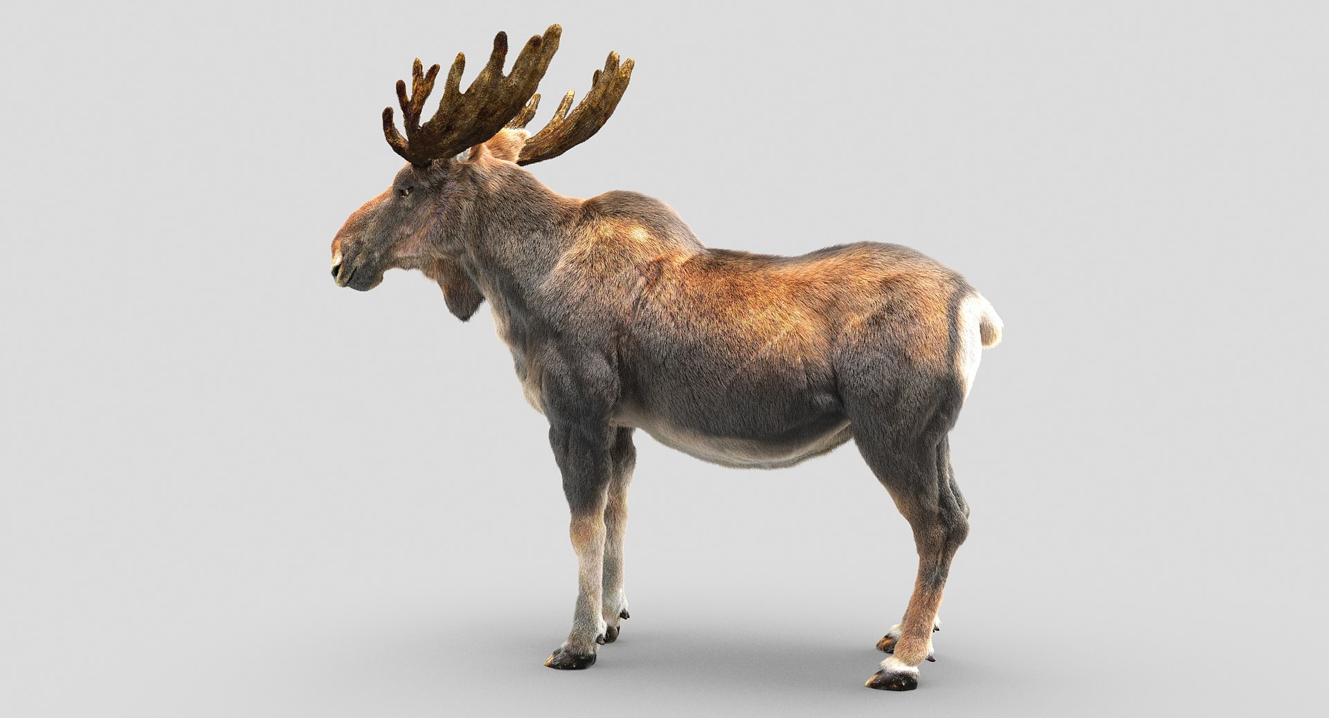 3D Moose Hair - TurboSquid 1207849