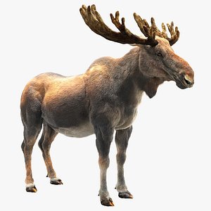 3D moose hair