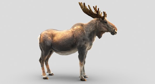 3D moose hair - TurboSquid 1207849