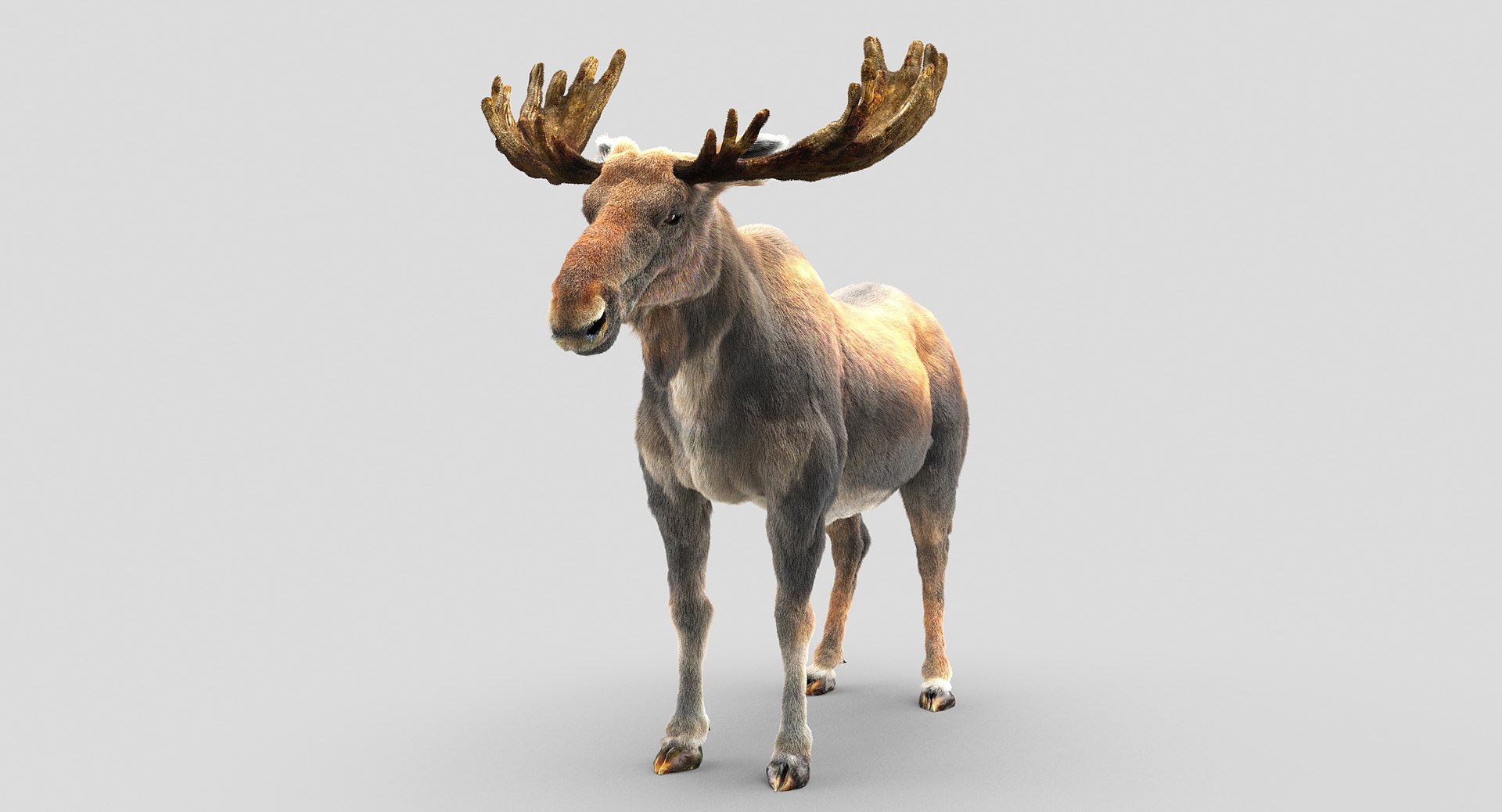 3D Moose Hair - TurboSquid 1207849