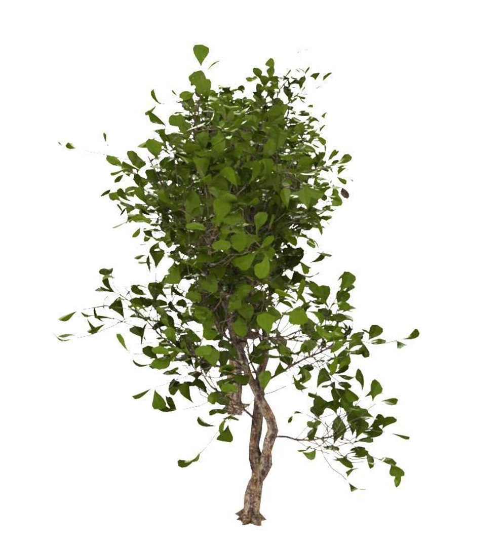plant model https://p.turbosquid.com/ts-thumb/MA/oWT1hx/eSzBY9qm/1.2/jpg/1548396841/1920x1080/fit_q87/1bf7c3694031b33b3bed2a1acb48b2b6813bcc52/1.2.jpg