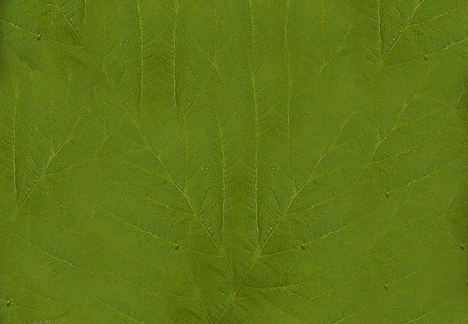 plant model https://p.turbosquid.com/ts-thumb/MA/oWT1hx/wiFYpvVE/iflower1/png/1548396923/1920x1080/fit_q87/31c60a8f6e7bb0bc643e21f62d115ef752e1e4db/iflower1.jpg