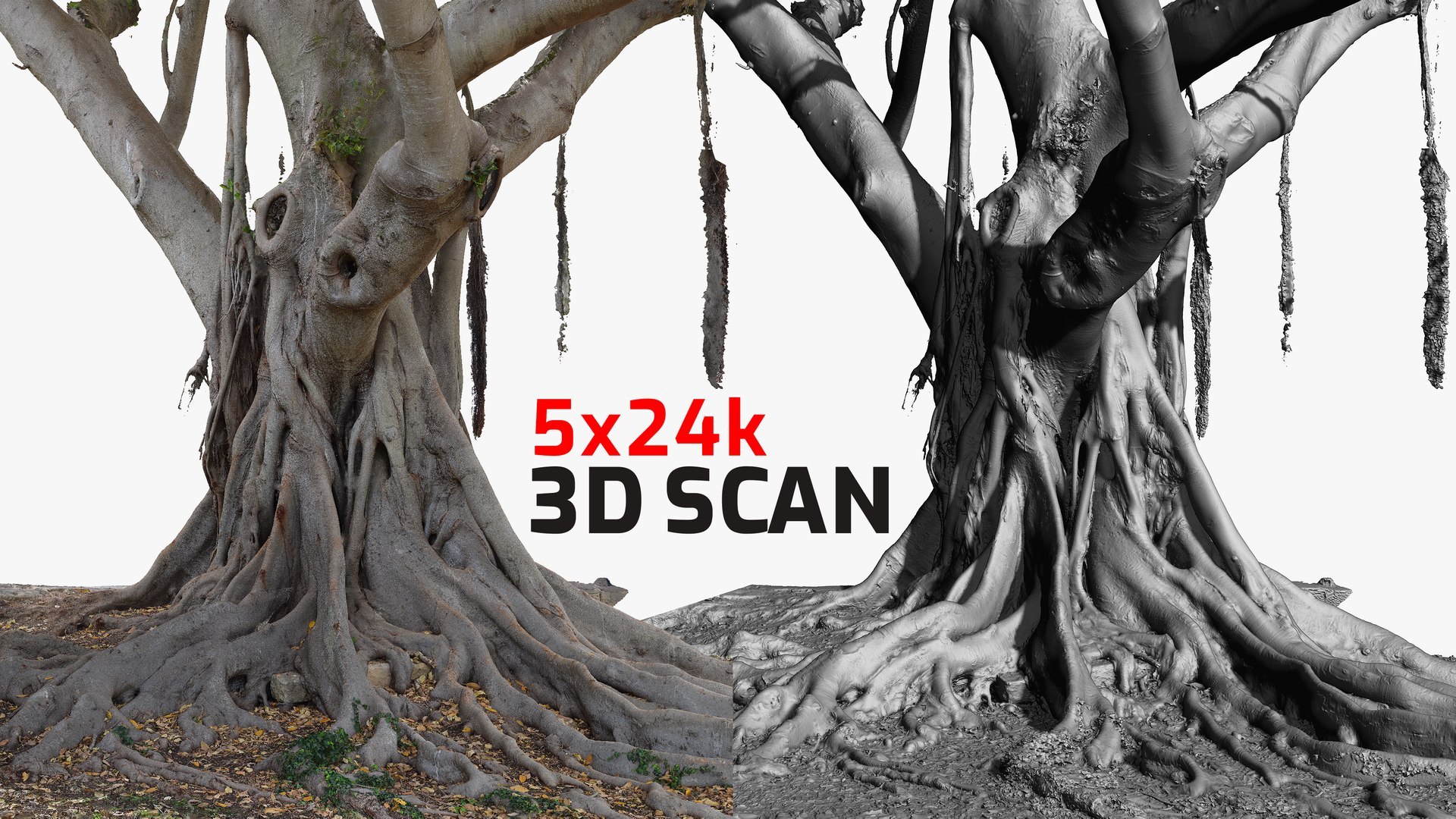 4+ Giant Ficus High-Resolution Tree 3D Scans in One Bundle 3D model https://p.turbosquid.com/ts-thumb/MA/pfj2kC/5e/cover_31/jpg/1773786949/1920x1080/fit_q87/c87219a98857262d56f4f59f82eff173f7183468/cover_31.jpg