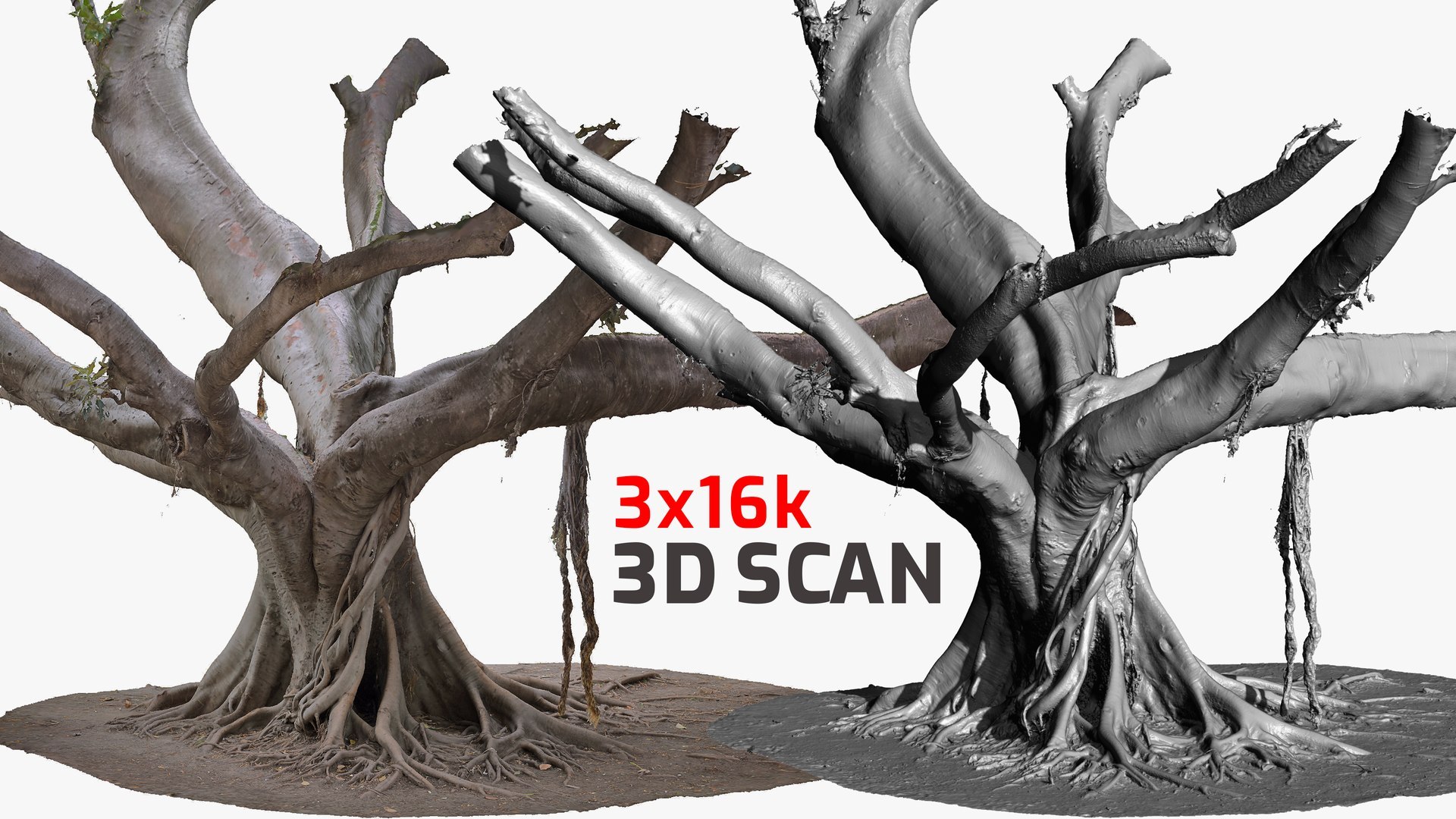 4+ Giant Ficus High-Resolution Tree 3D Scans in One Bundle 3D model https://p.turbosquid.com/ts-thumb/MA/pfj2kC/L8/ficustree03_v1.2__01/jpg/1773787008/1920x1080/fit_q87/30179707fc59011bd8610c9584417221bcd3bd1f/ficustree03_v1.2__01.jpg