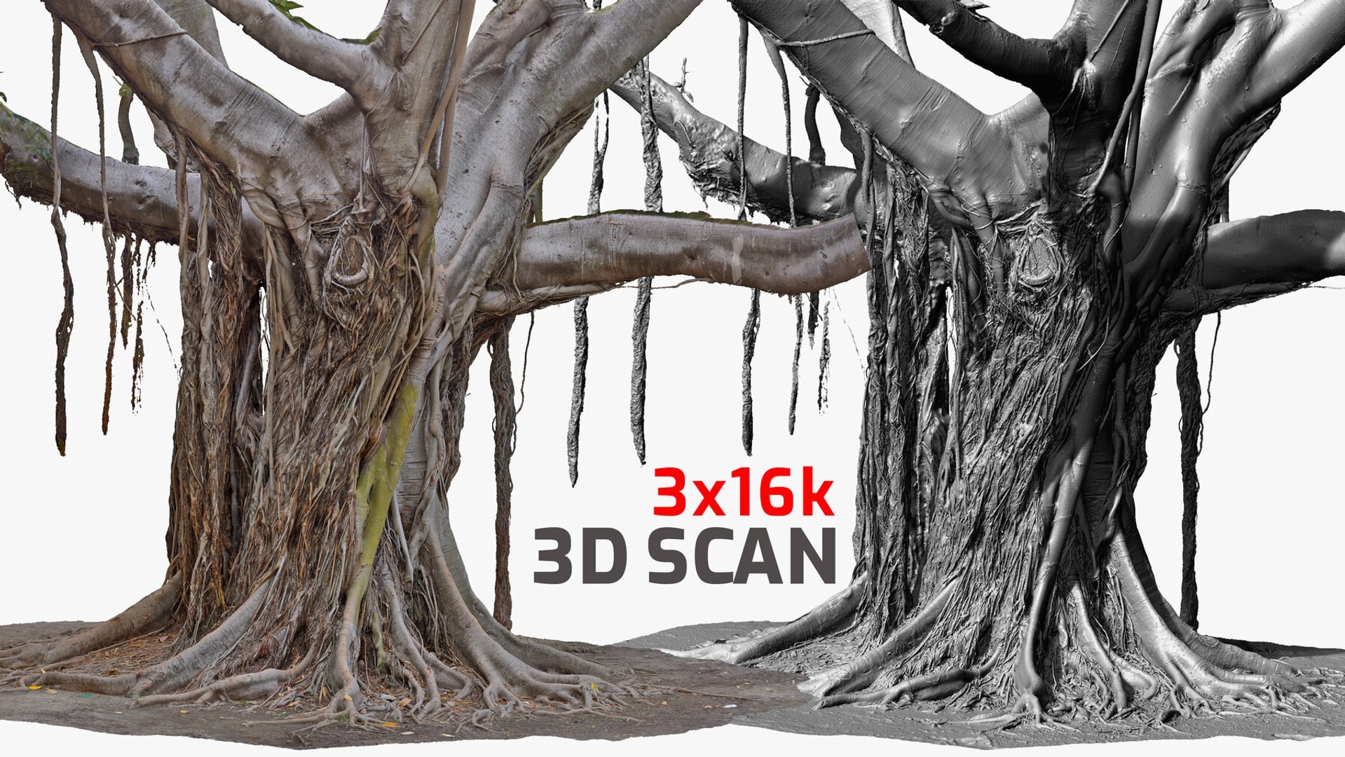 4+ Giant Ficus High-Resolution Tree 3D Scans in One Bundle 3D model https://p.turbosquid.com/ts-thumb/MA/pfj2kC/XG/001/jpg/1773786992/1920x1080/fit_q87/a4e4f24c679c99efdf99dabf6ada8ef4be07847a/001.jpg