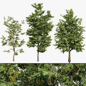 Alnus glutinosa 3D Model Collection 3D model