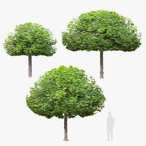 Trimmed Maple