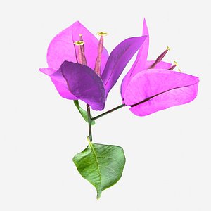 bougainvillea flower model