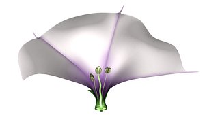 Bisexual flower