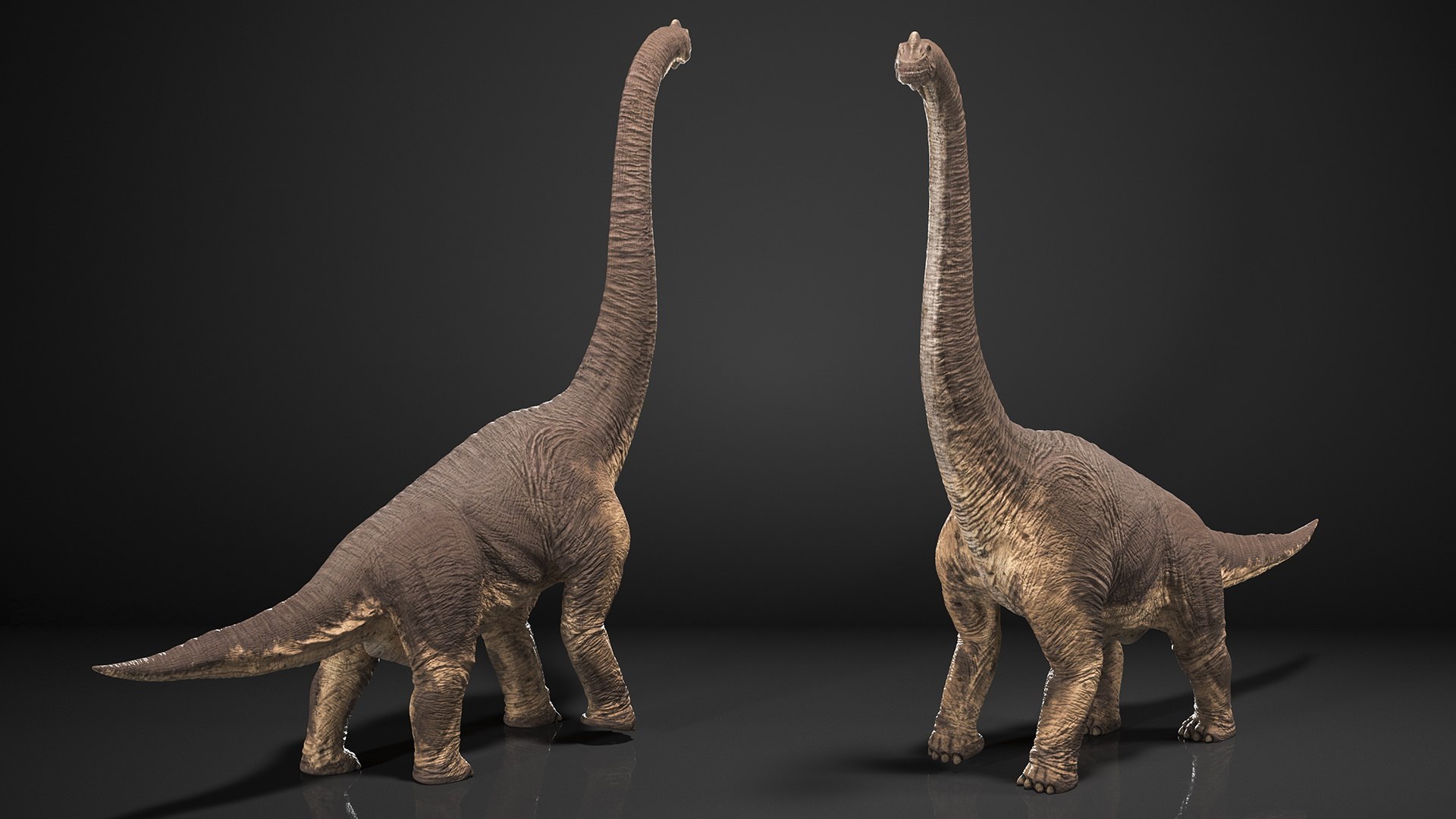 Rigged Dinosaurs Collection 8 for Cinema 4D 3D model https://p.turbosquid.com/ts-thumb/MB/5N0Qc2/oT/dinosaurs_collection_8_054/jpg/1723800198/1920x1080/fit_q87/bc3ecd4003d6b234bccf26b4988d98f29196e960/dinosaurs_collection_8_054.jpg