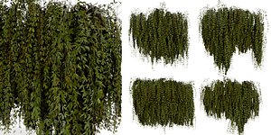 3D Collection plant vol 486 - outdoor - leaf - fitowall - ivy  - blender model model