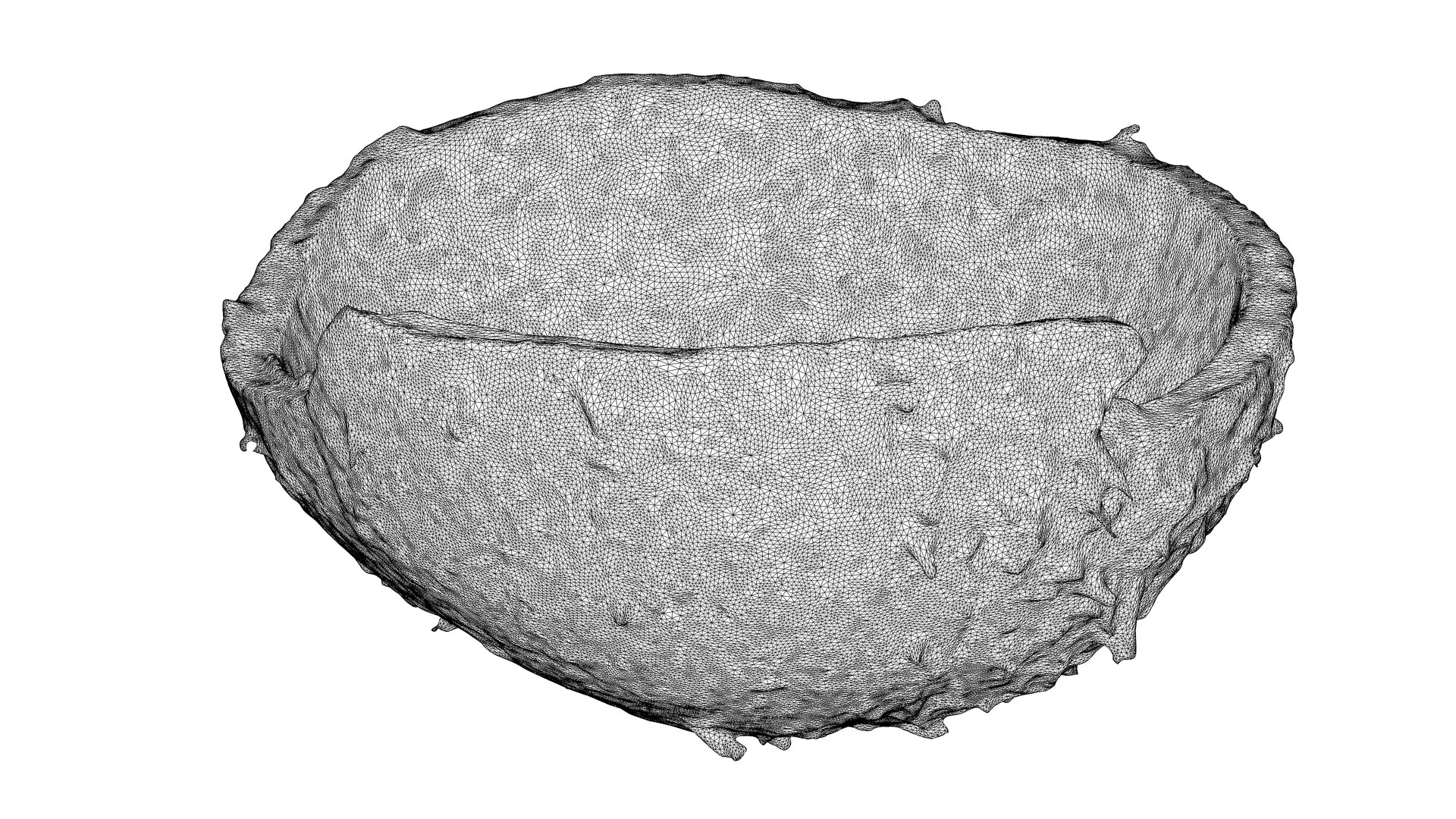 3D Photorealistic 3D Scan Of Coconut Skin - TurboSquid 2291678