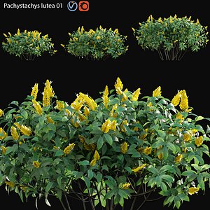 Pachystachys lutea -Lollipop plant - Golden shrimp plant 3D model