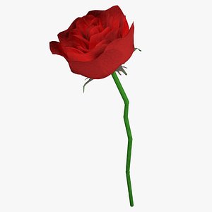 red rose flower plant model