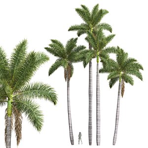 3D New Plant High detail Roystonea Regia model