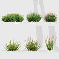 Calluna vulgaris - Scotch heather 3D model