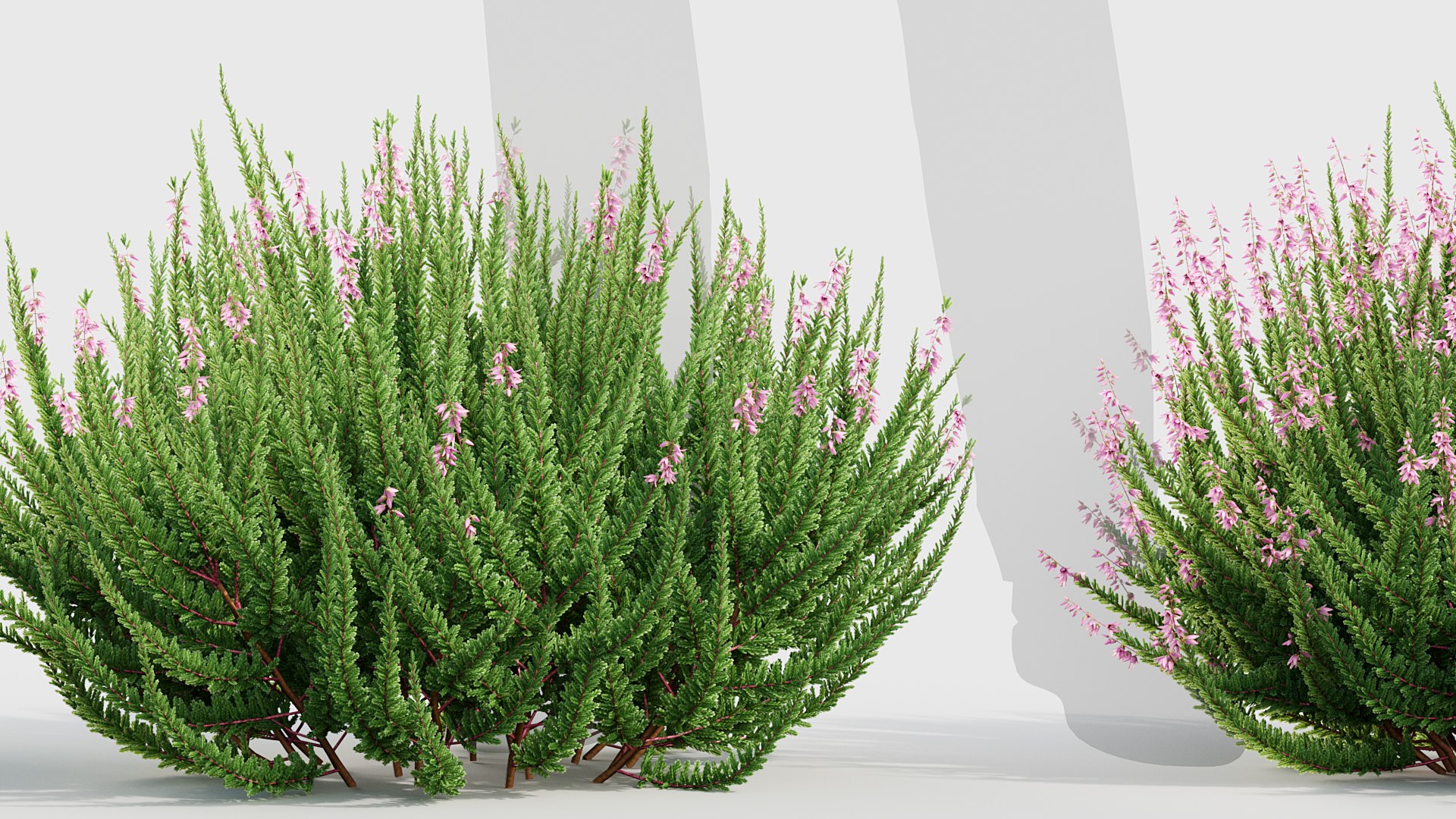 Calluna vulgaris - Scotch heather 3D model 3D model https://p.turbosquid.com/ts-thumb/MB/iwTajG/nP/bc_pm_p017_calluna_vulgaris_03/jpg/1784706231/1920x1080/fit_q87/8d4ebf3275e5151aed8fcceae422d95502fa3da6/bc_pm_p017_calluna_vulgaris_03.jpg