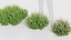 Calluna vulgaris - Scotch heather 3D model