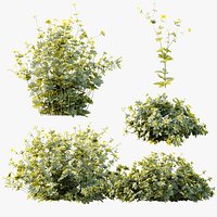 AV Plant Bush Tormentil Potentilla Erecta 02