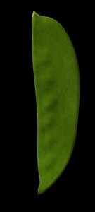 br4 snow pea