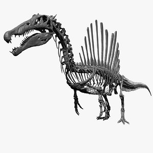 3D Spinosaurus Full Skeleton Sculpt Model model