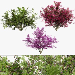 Flowering Trees 3D Pack 3D model