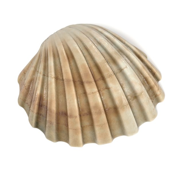 seashells shell 3d model