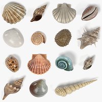 Seashells
