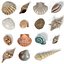 Seashells Shell 3d Model